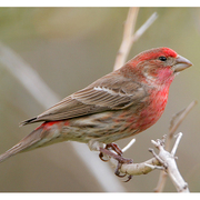 Male. Note: stubby bill and streaked flanks. Male. Note: stubby bill and streaked flanks.