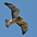 Juvenile (intermediate morph) in flight
